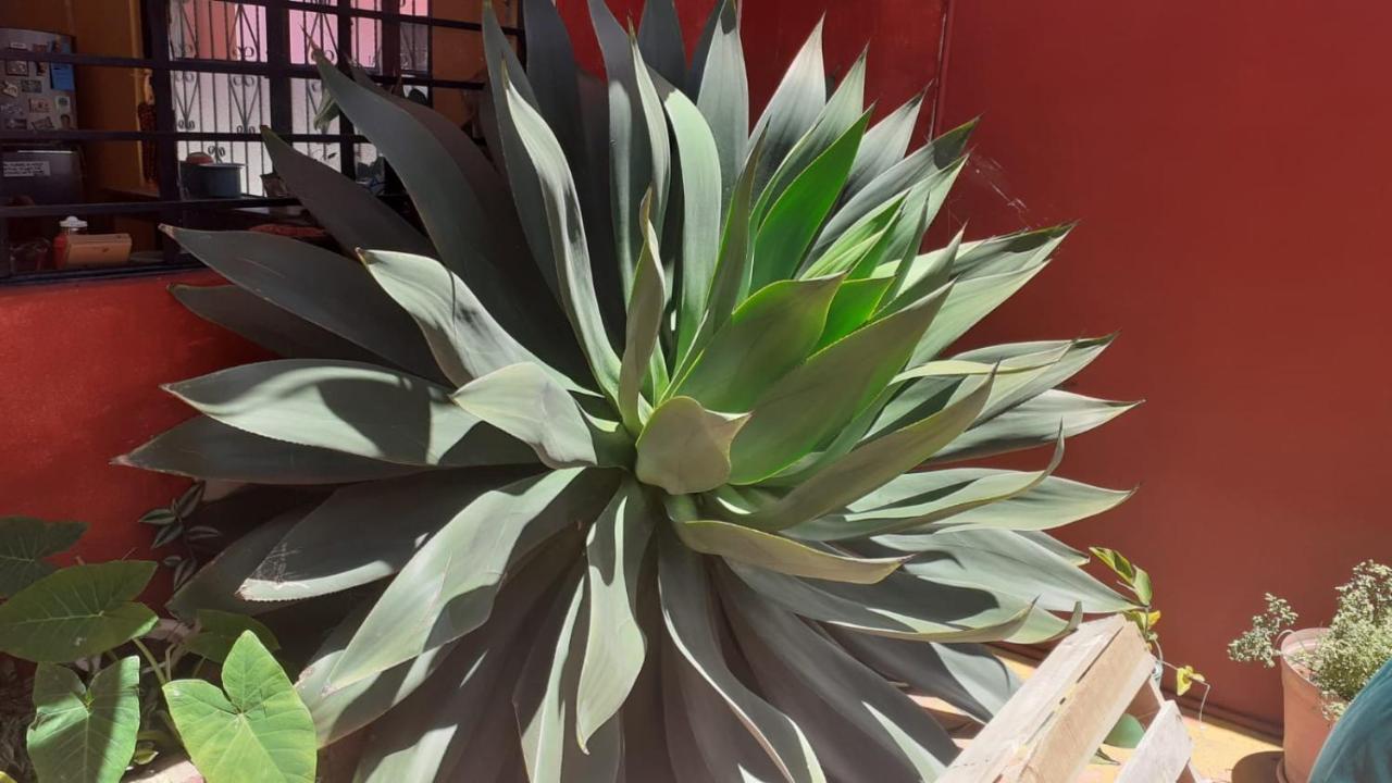 Casa Huipil Hotel San Cristóbal de Las Casas Kültér fotó